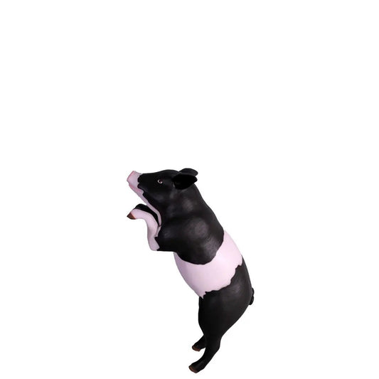 Curious Black And Pink Pig Statue A0328-020608-H