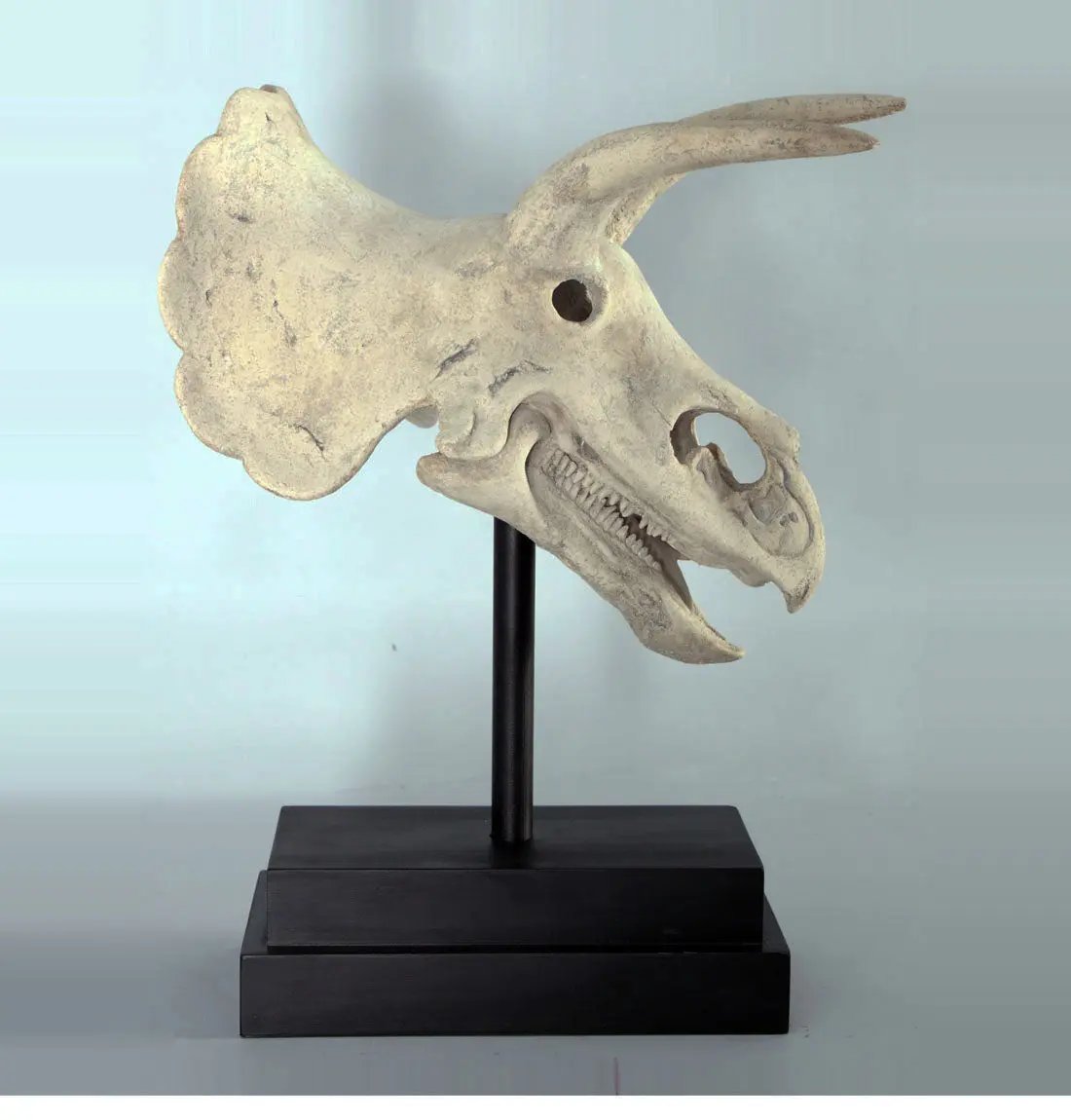 Triceratops Dinosaur Skull Statue M0070-080046-H