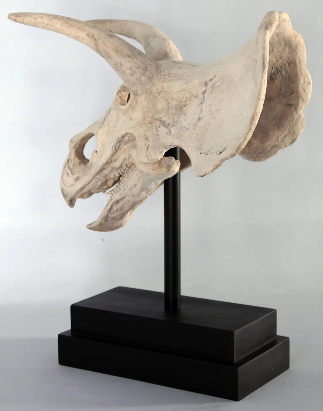 Triceratops Dinosaur Skull Statue M0070-080046-H