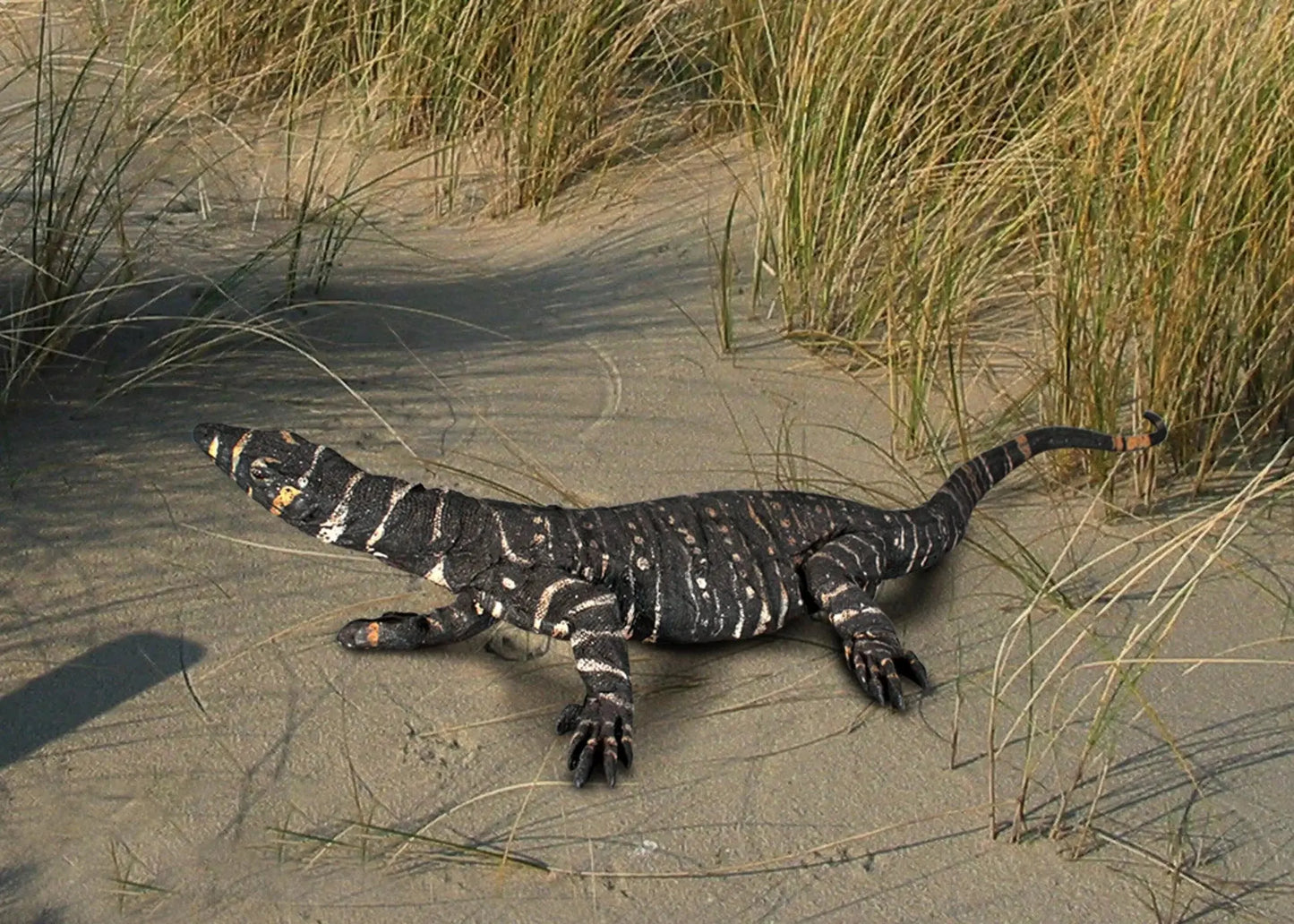 Lace Monitor Lizard Statue A0189-080113-H