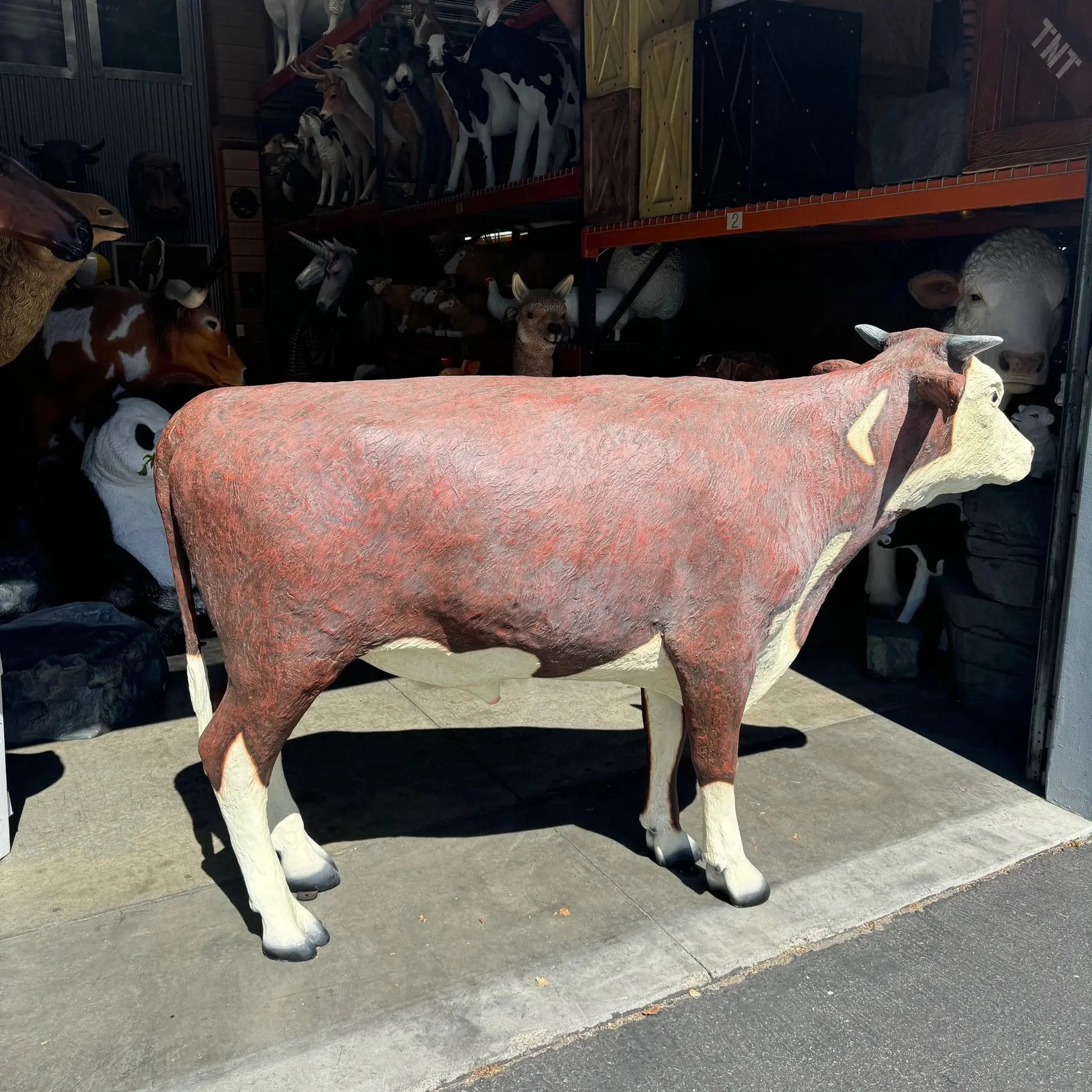 Hereford Steer Cow Life Size Statue A0241-080125-H
