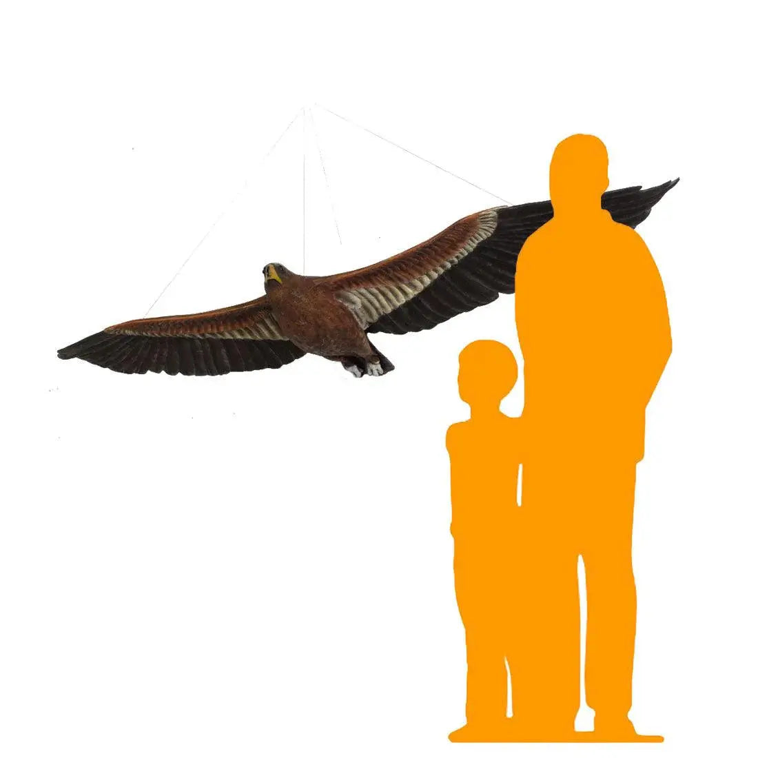 Flying Wedge Tailed Eagle Statue A0268-090046-H