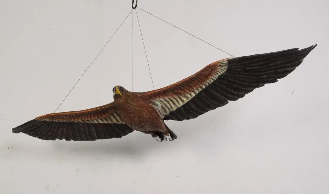 Flying Wedge Tailed Eagle Statue A0268-090046-H