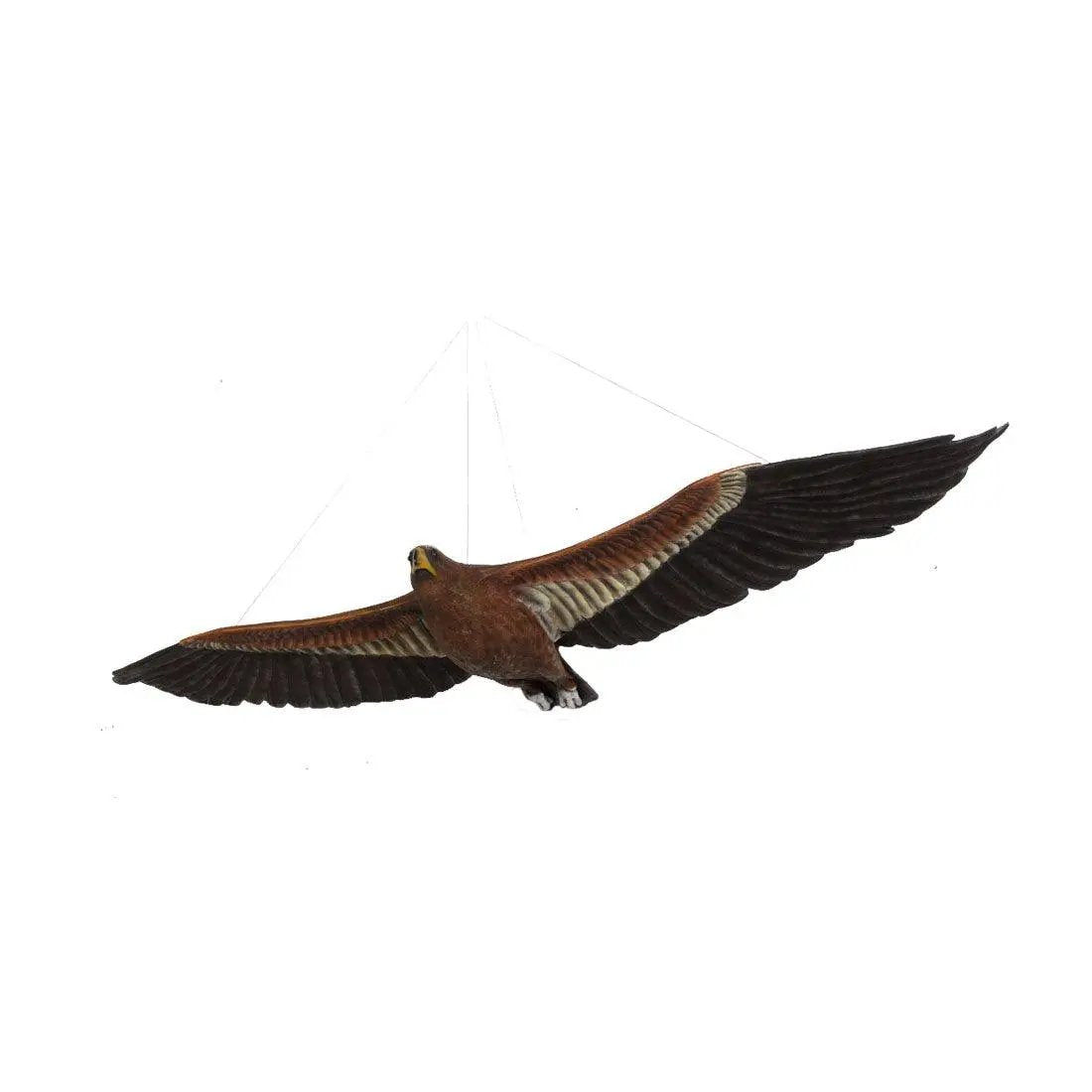 Flying Wedge Tailed Eagle Statue - LM Treasures Prop Rentals