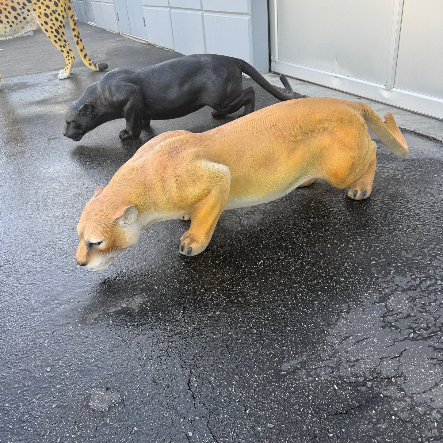 Cougar Crouching Statue