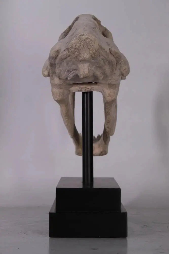 Saber Tooth Skull Statue M0075-100501-H