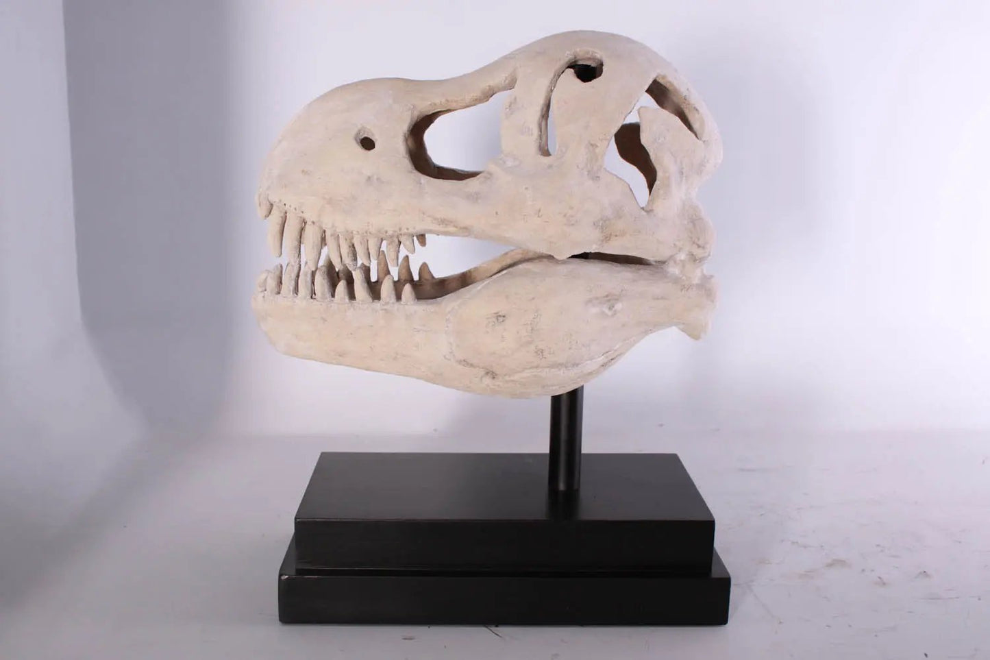 T-Rex Dinosaur Skull Statue M0076-100502-H