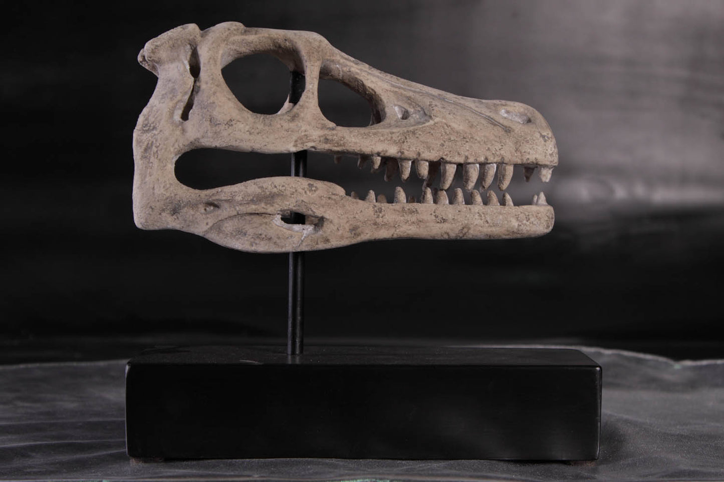 Raptor Dinosaur Skull Statue