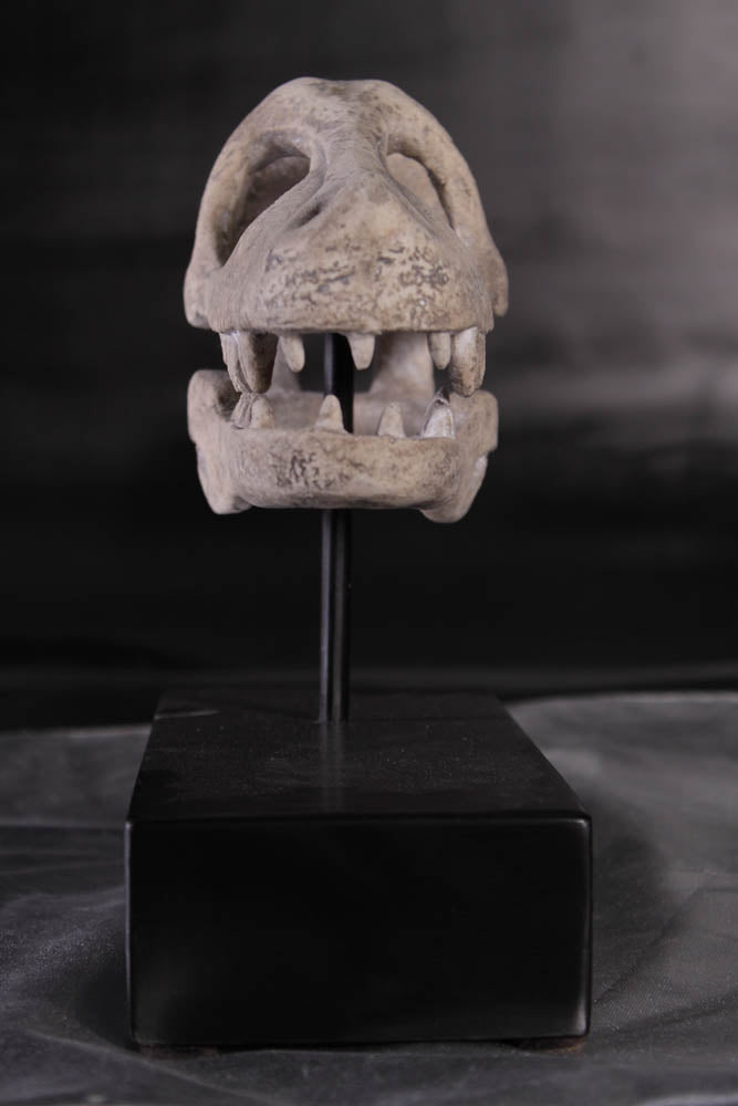 Raptor Dinosaur Skull Statue