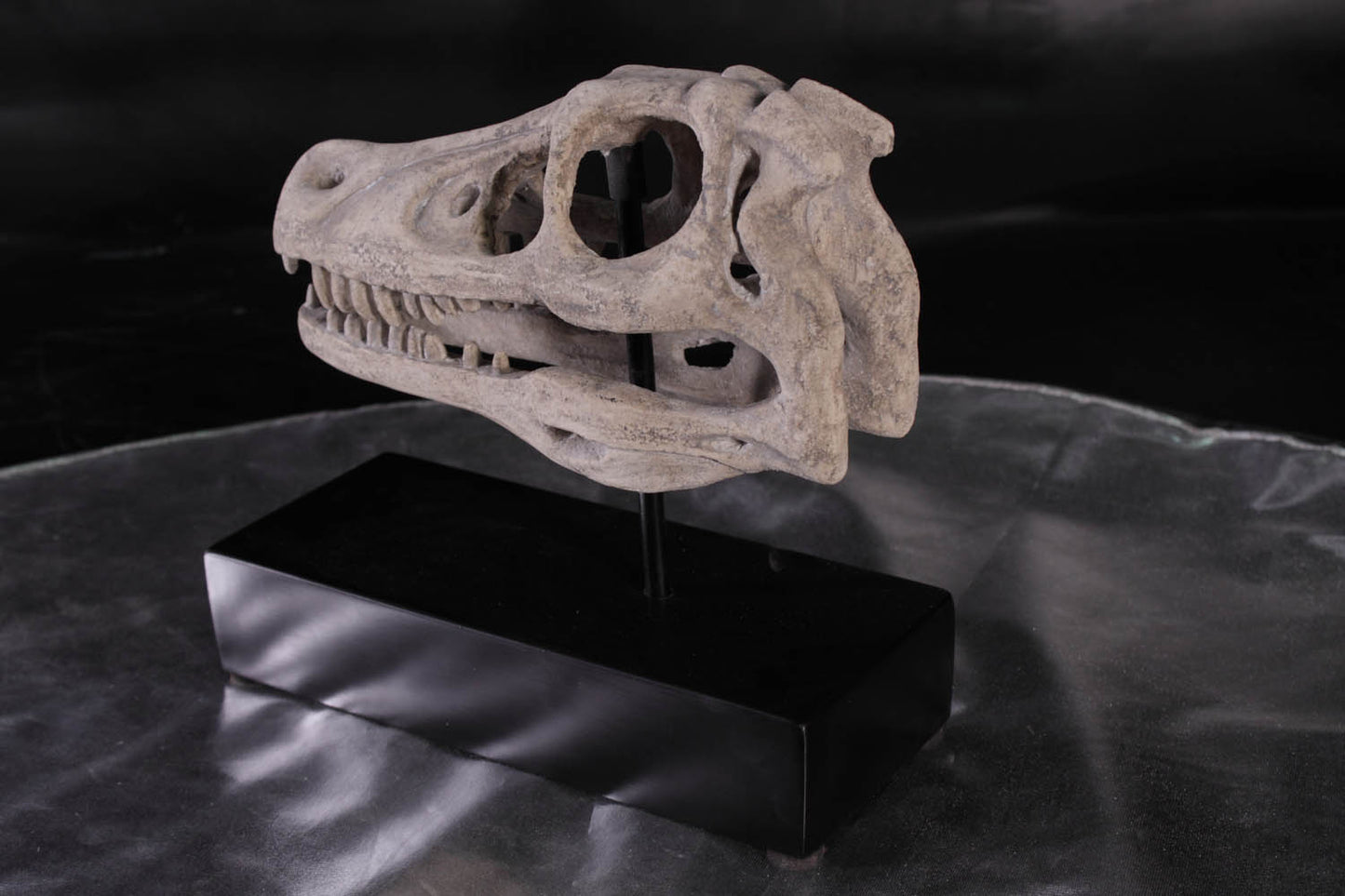 Raptor Dinosaur Skull Statue