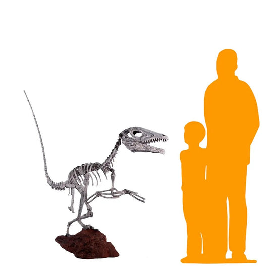 Deinonychus Dinosaur Skeleton Statue A0375-140026-H