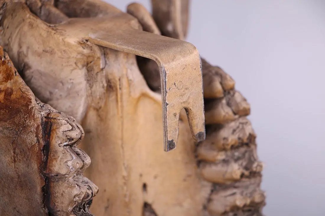 Bull Skull Statue A0611-150053-H