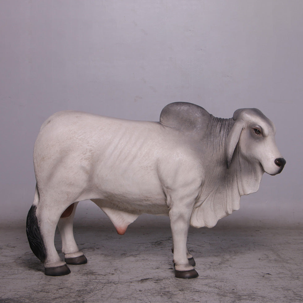 Gray Young Brahman Bull Statue
