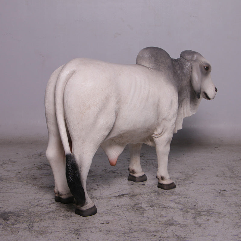 Gray Young Brahman Bull Statue