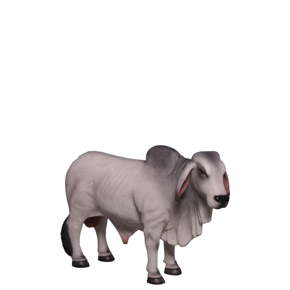 Gray Young Brahman Bull Statue