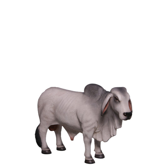 Gray Young Brahman Bull Statue