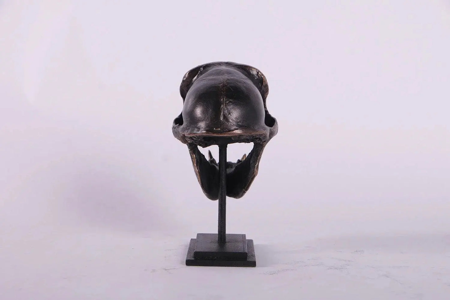 Monkey Macaque Skull on Base Statue A0527-160178-H
