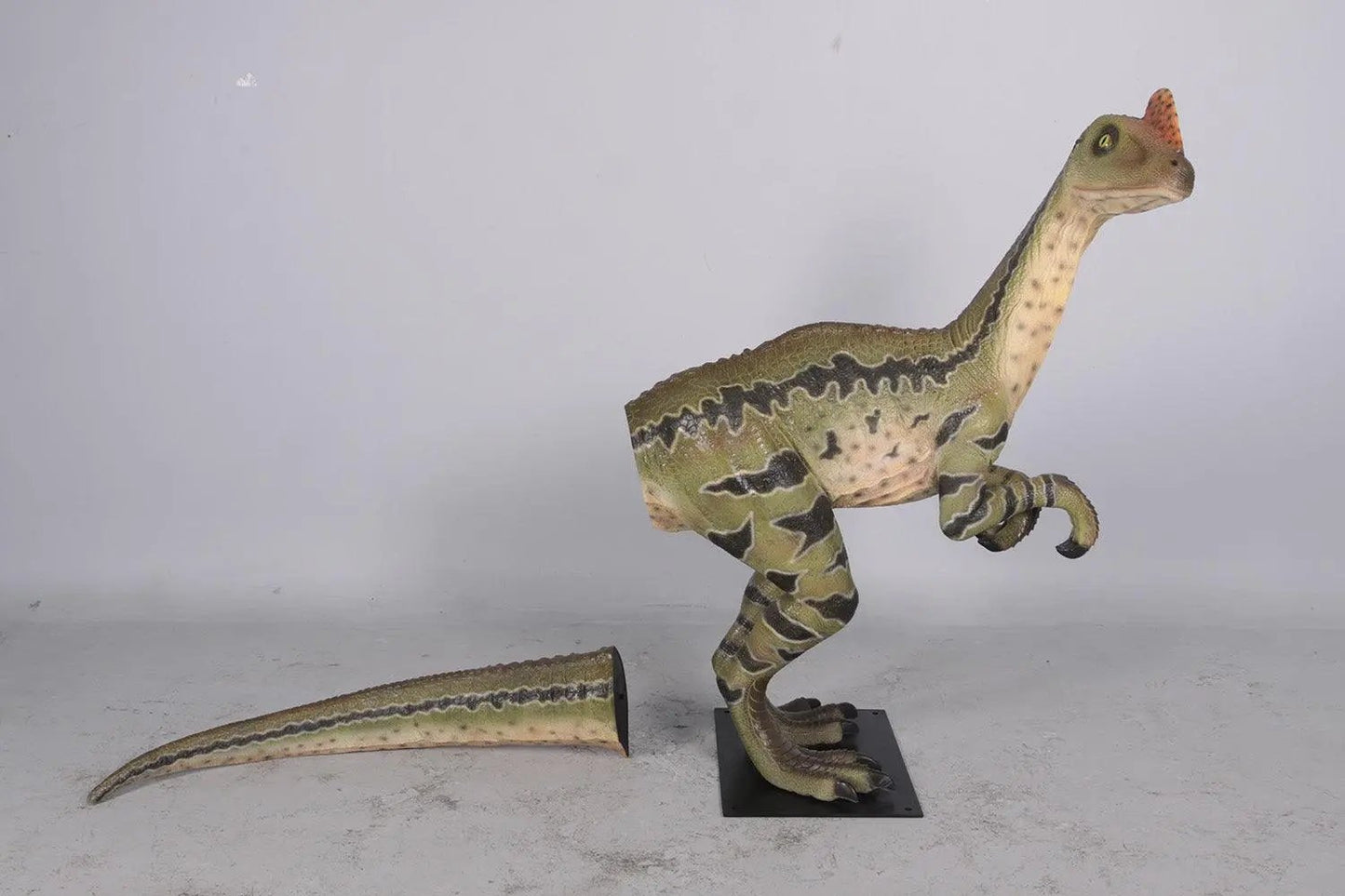 Dilong Paradoxus Dinosaur Statue A0672-160273-H