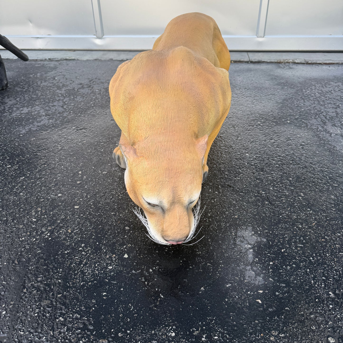 Cougar Crouching Statue