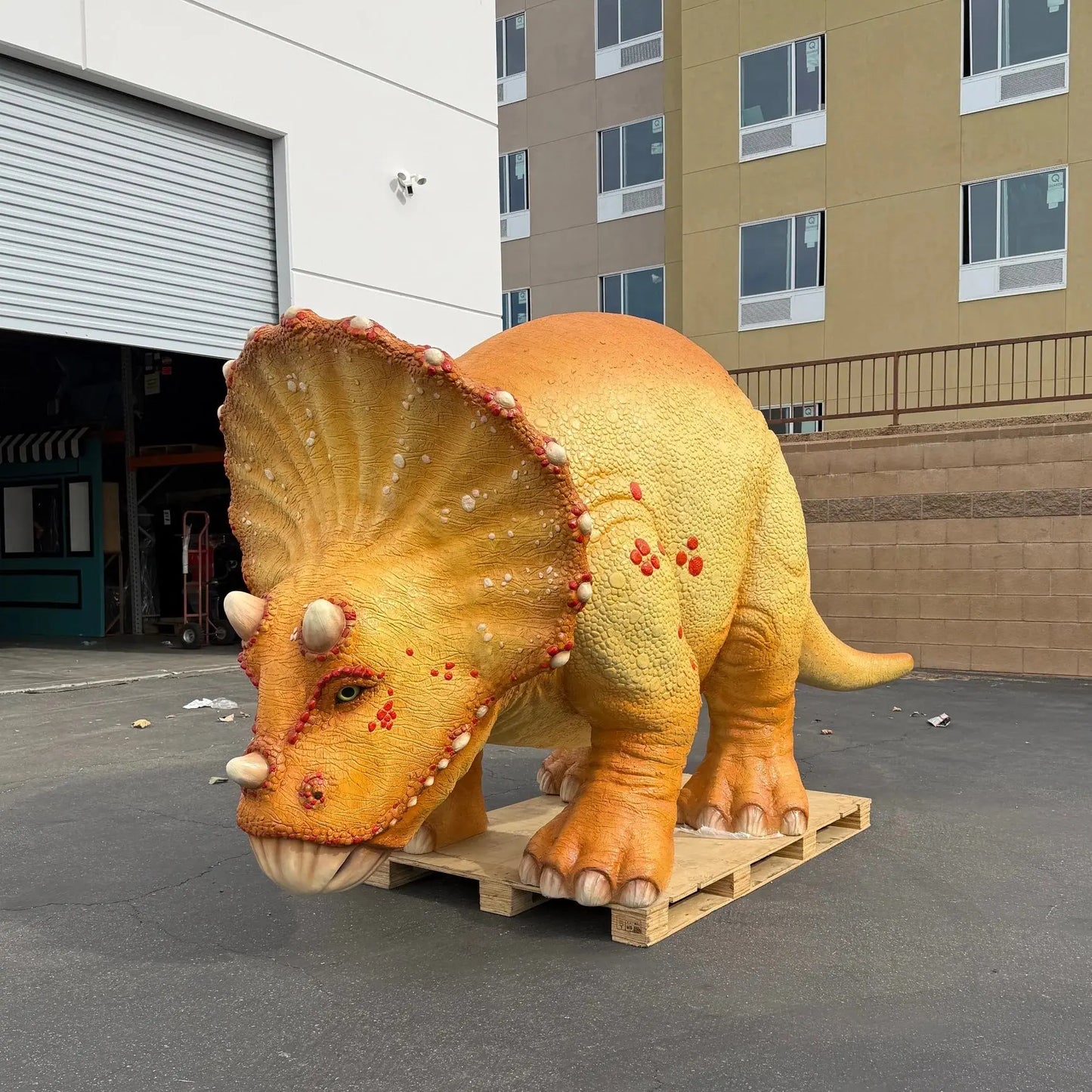 Large Orange Triceratops Baby Dinosaur Statue A0072-230138-H