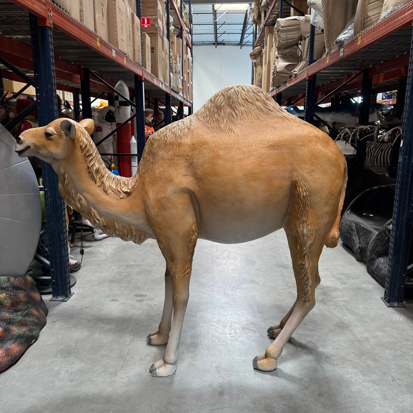 Dromedary Camel Life Size Statue A0440-3588-A
