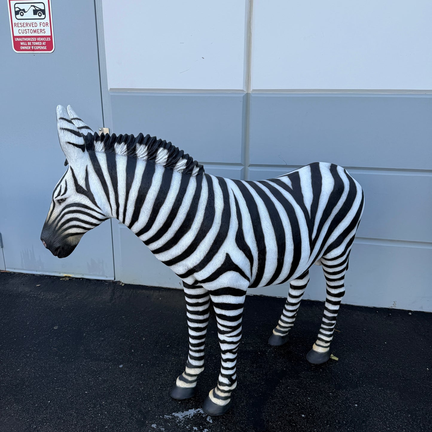 Standing Zebra Life Size Statue