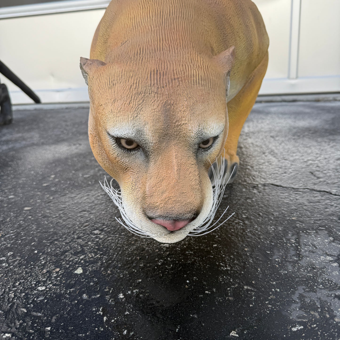 Cougar Crouching Statue