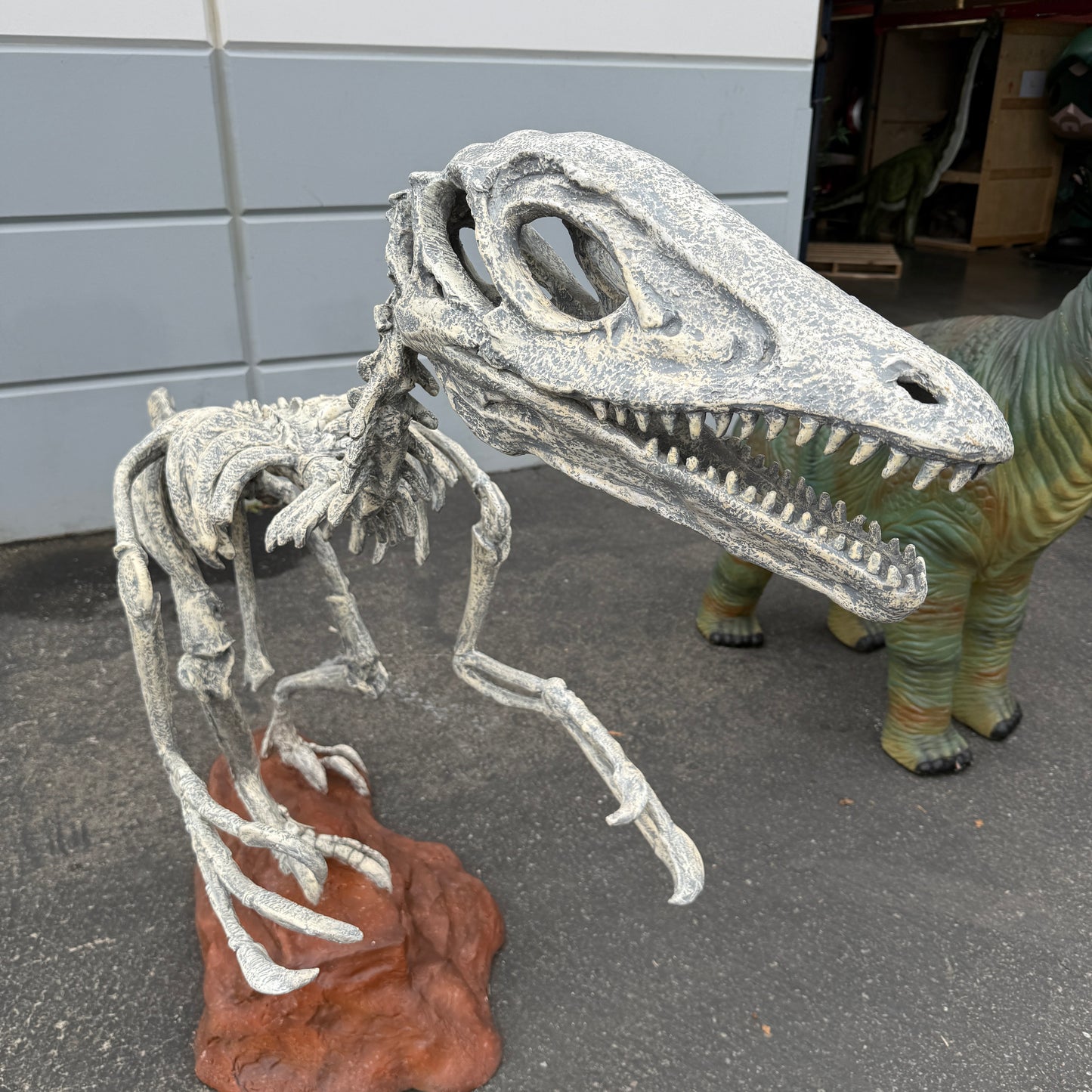 Deinonychus Dinosaur Skeleton Statue