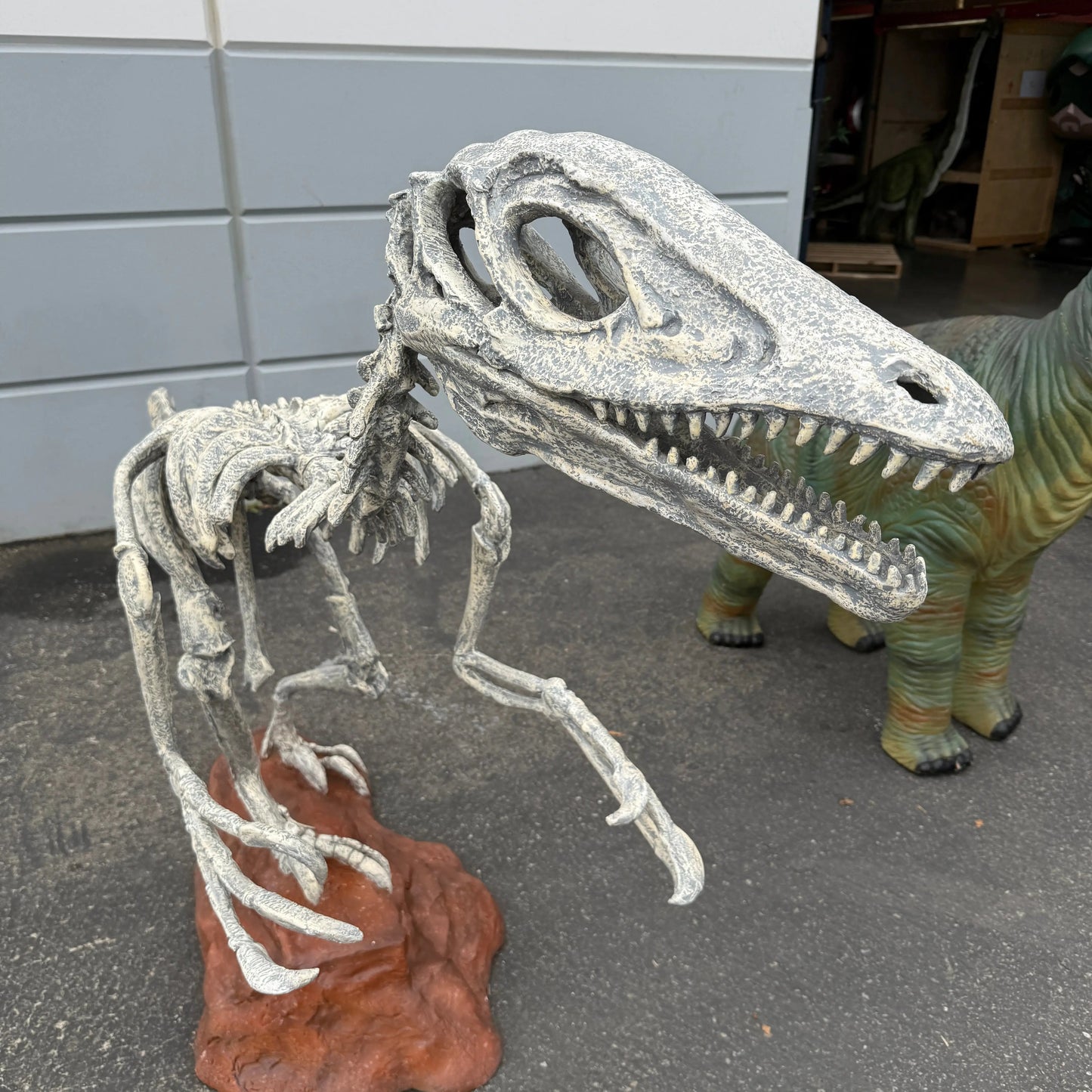 Deinonychus Dinosaur Skeleton Statue A0375-140026-H