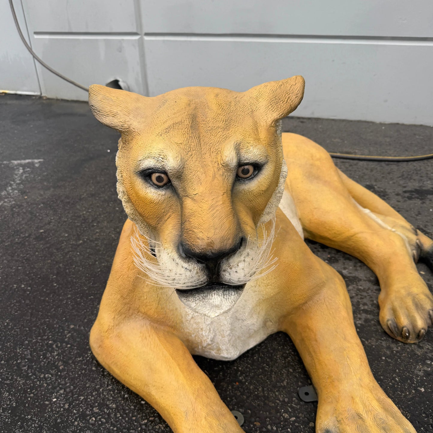 Laying Lioness Life Size Statue A0190-080115-H