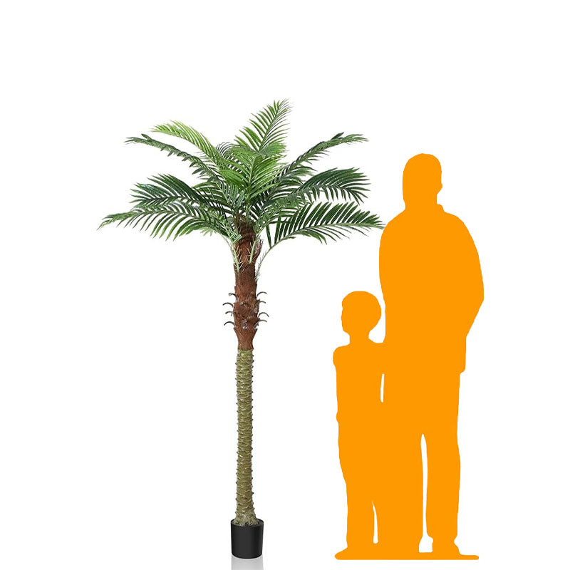 6ft Medium Palm Tree