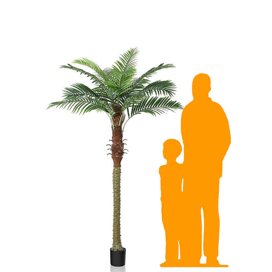 6ft Medium Palm Tree