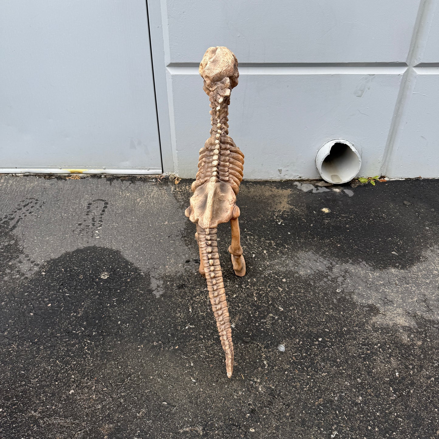 Small T-Rex Dinosaur Skeleton Statue