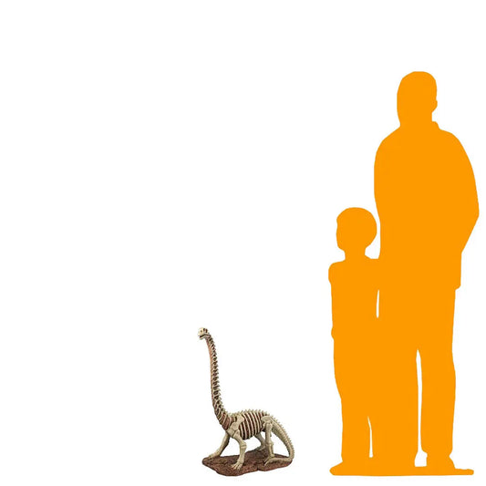 Small Brachiosaurus Dinosaur Skeleton Statue A0880-86482-DT