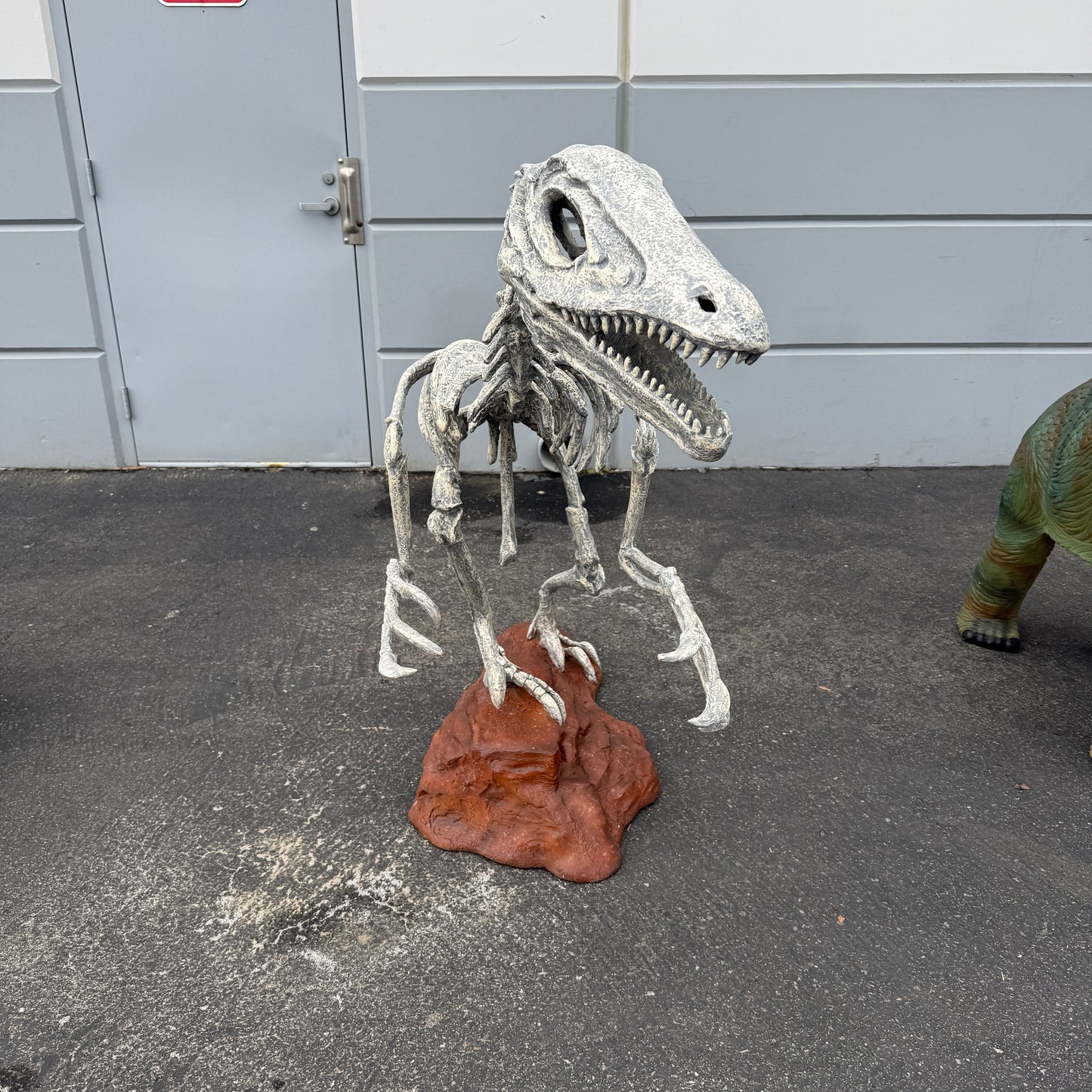 Deinonychus Dinosaur Skeleton Statue