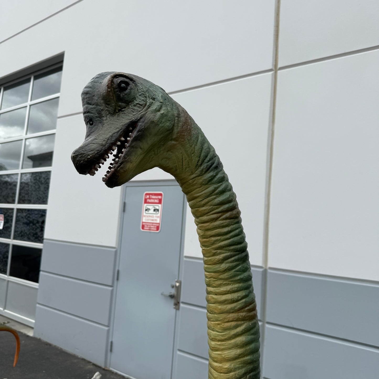 Baby Brachiosaurus Dinosaur Statue