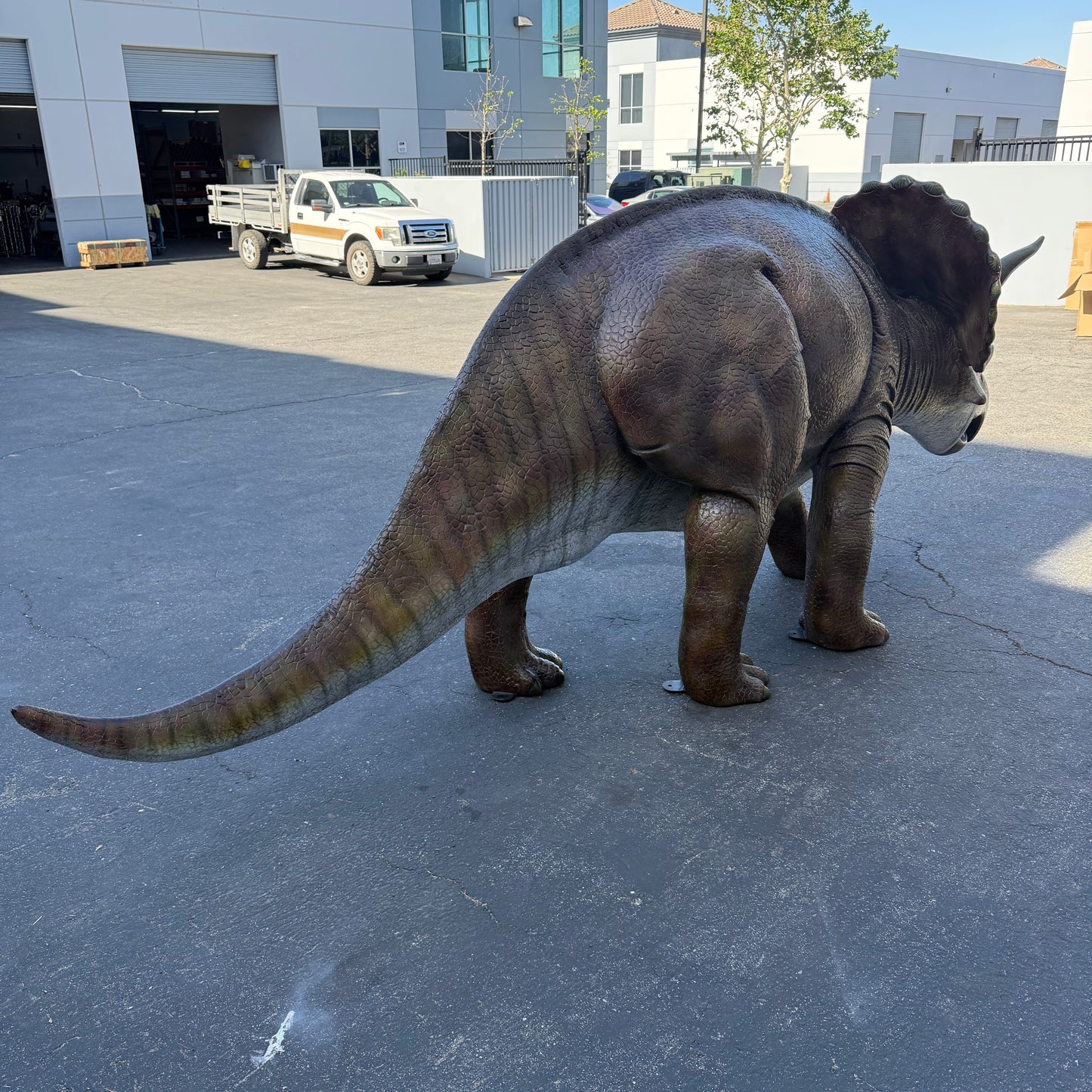 Large Brown Triceratops Dinosaur Life Size Statue