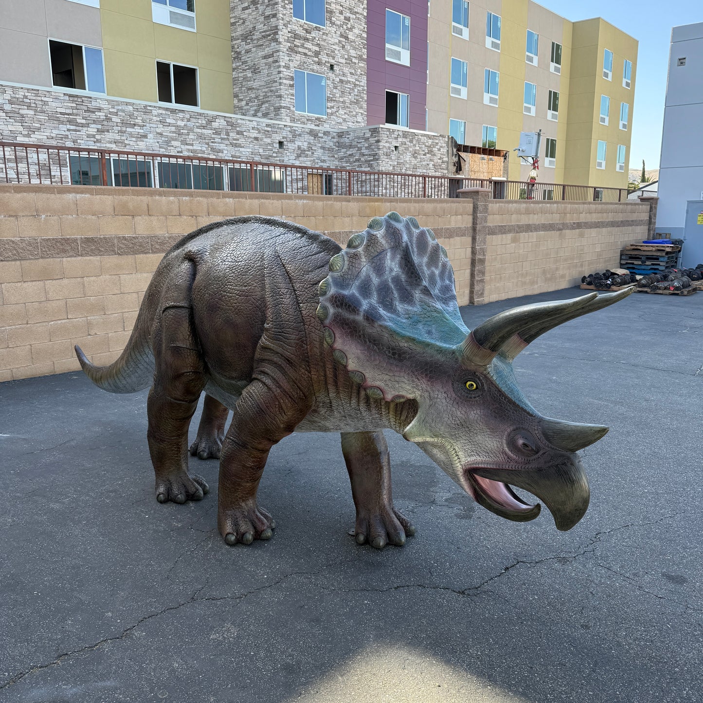 Large Brown Triceratops Dinosaur Life Size Statue