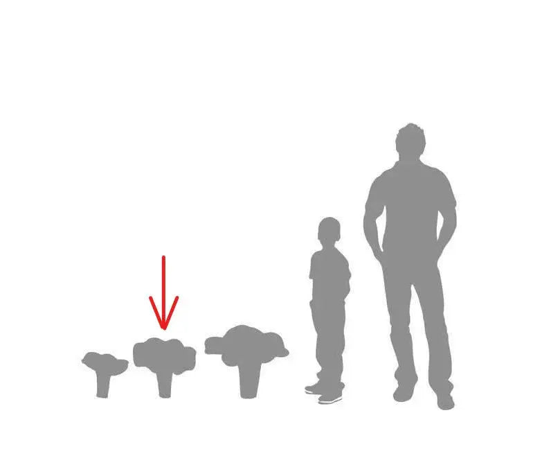 Medium Chanterelle Mushroom Statue M0171-2108-T