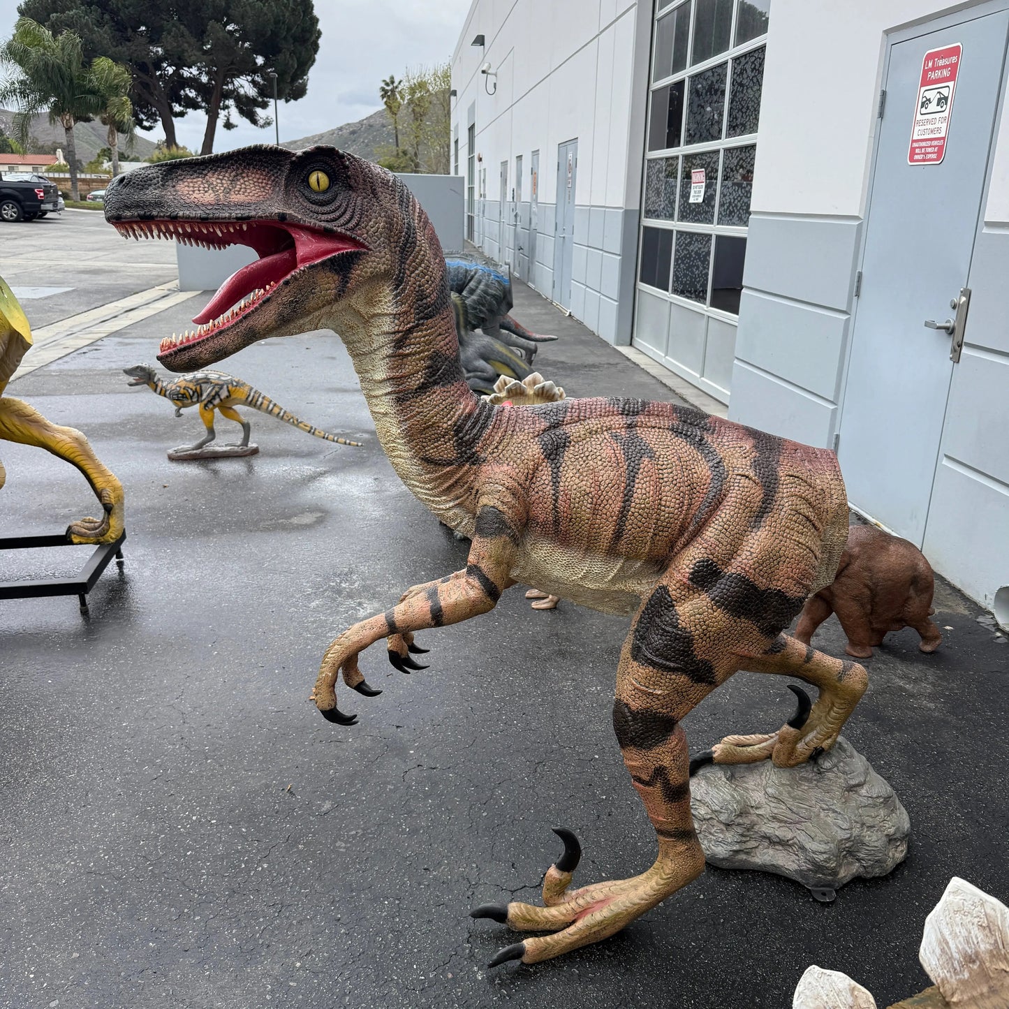 Brown Velociraptor Dinosaur Life Size Statue A0275GC-110015-H