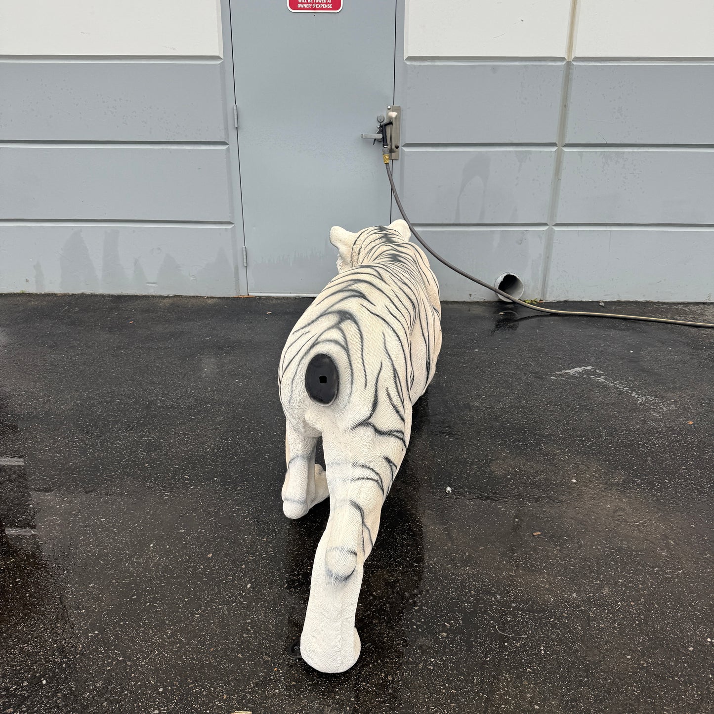 Crouching Siberian Tiger Statue
