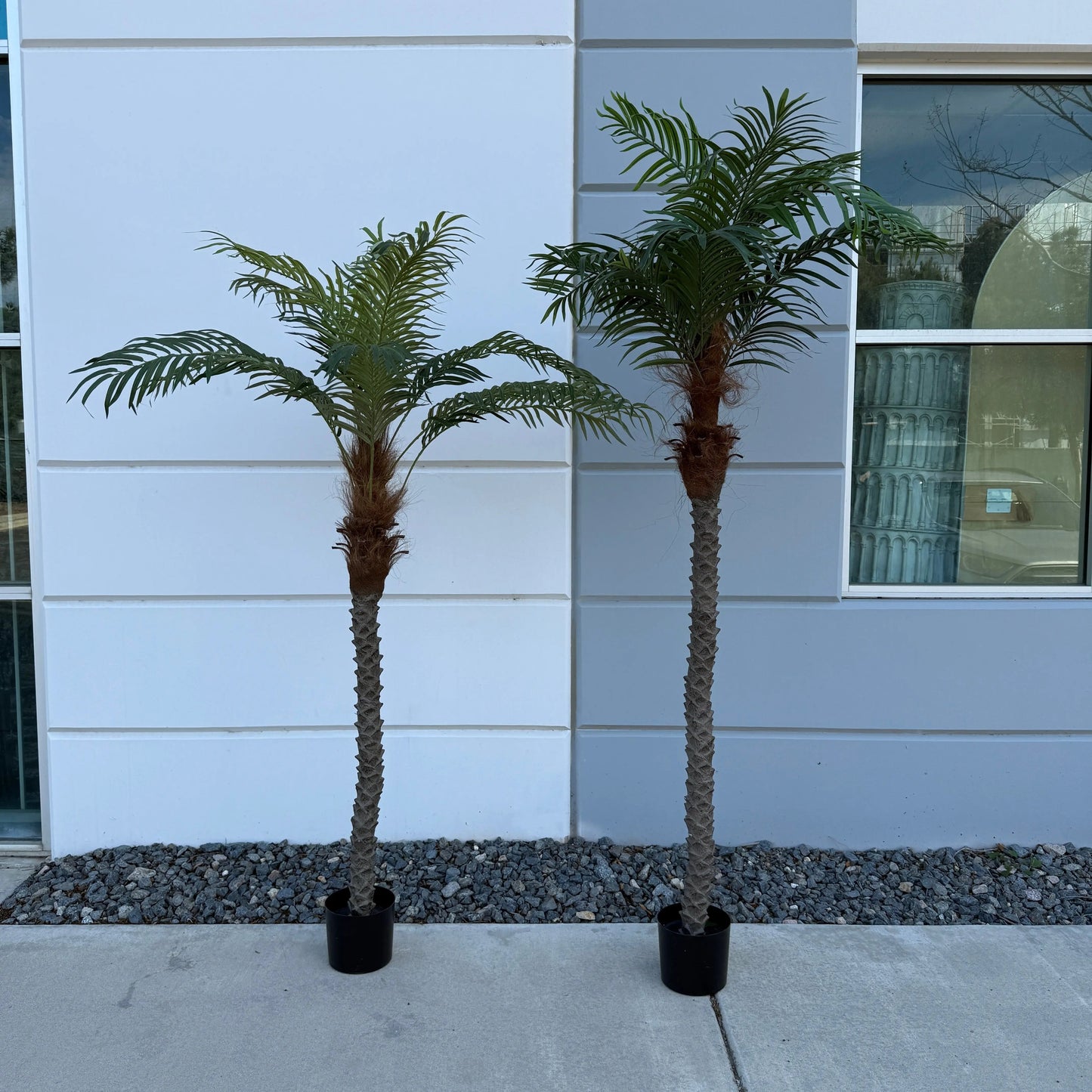 6ft Medium Palm Tree Palm1