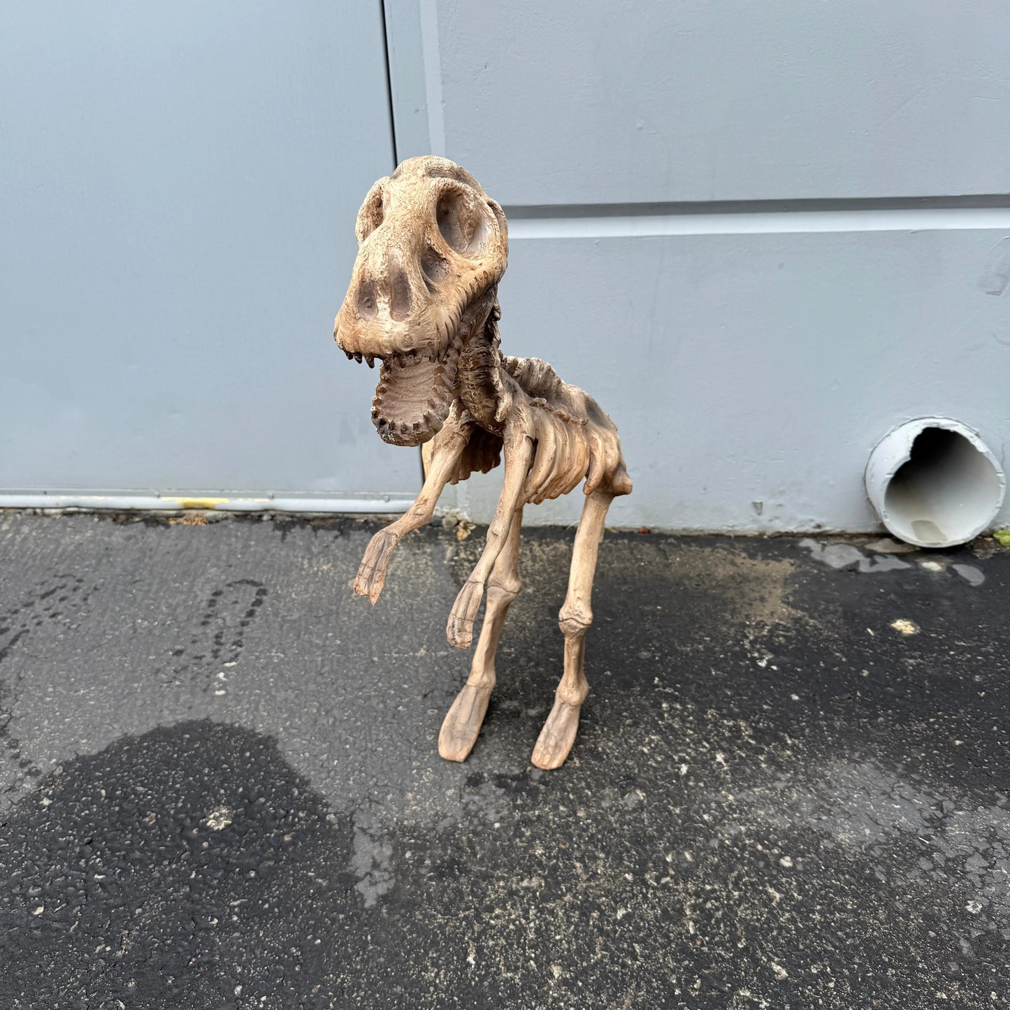 Small T-Rex Dinosaur Skeleton Statue A0632-R046-PT