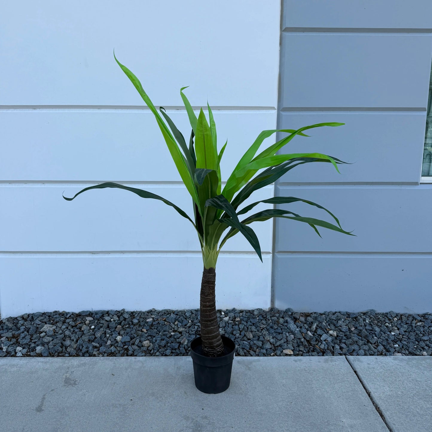 Small Tropical Palm Tree Palm-2
