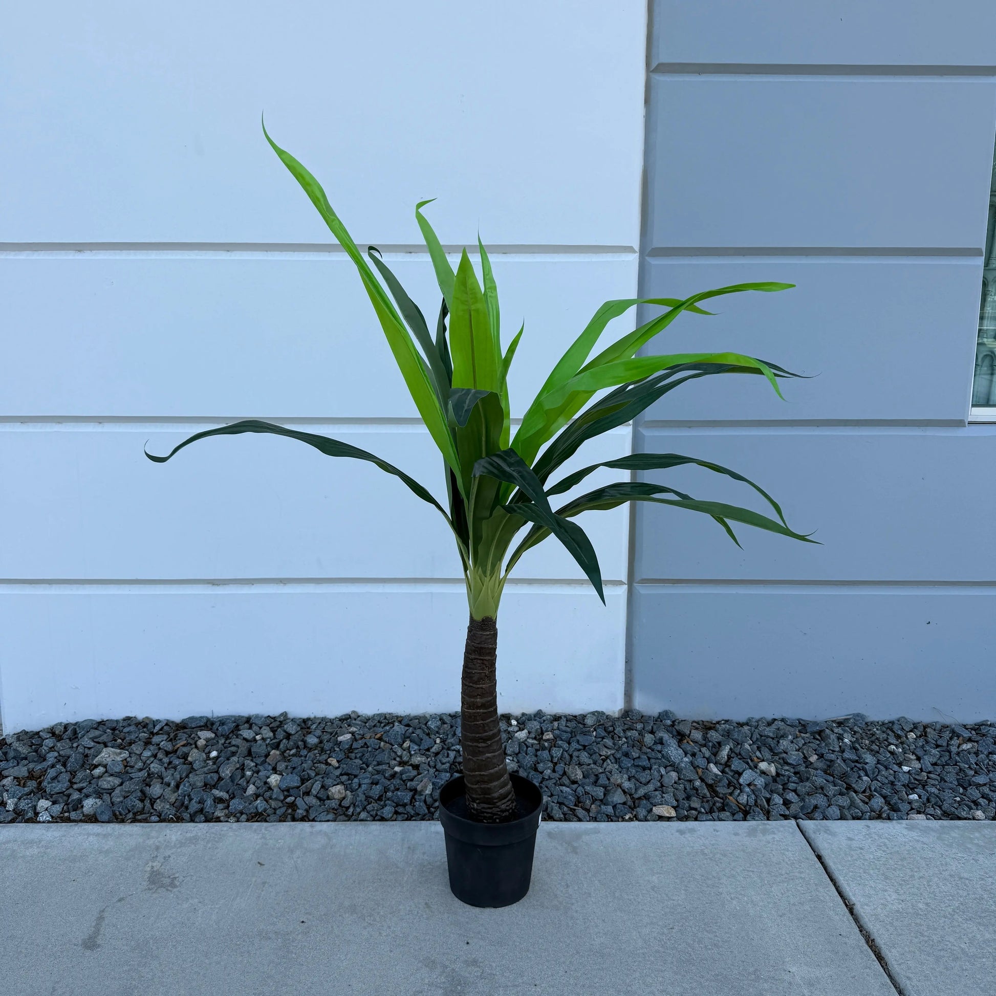 Small Tropical Palm Tree Palm-2
