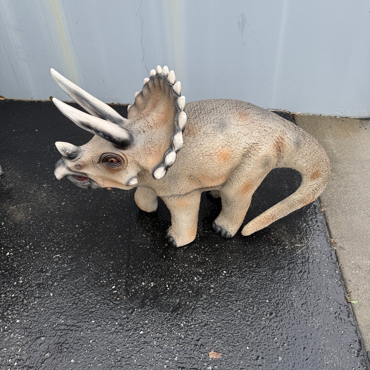 Small Gray Walking Triceratops Dinosaur Statue