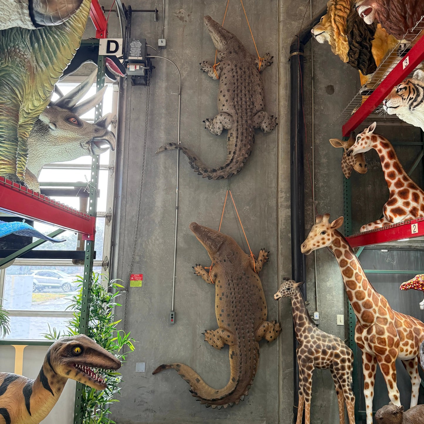 Crocodile Mouth Open Statue A0365-110091-H