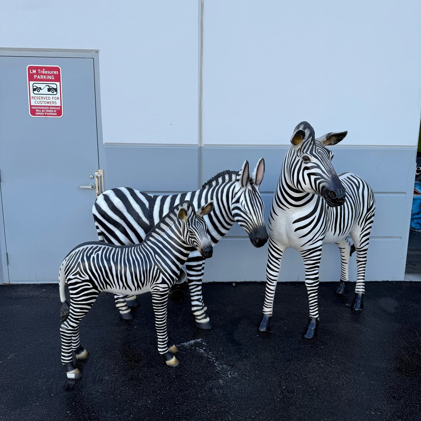 Standing Zebra Life Size Statue A0667-R288-PT