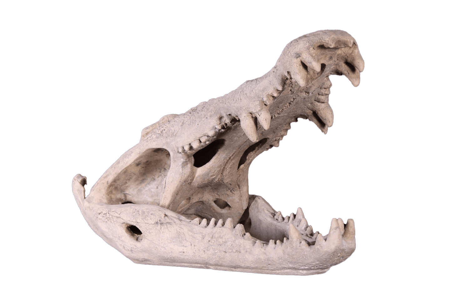 Skeleton Crocodile Head Life Size Statue