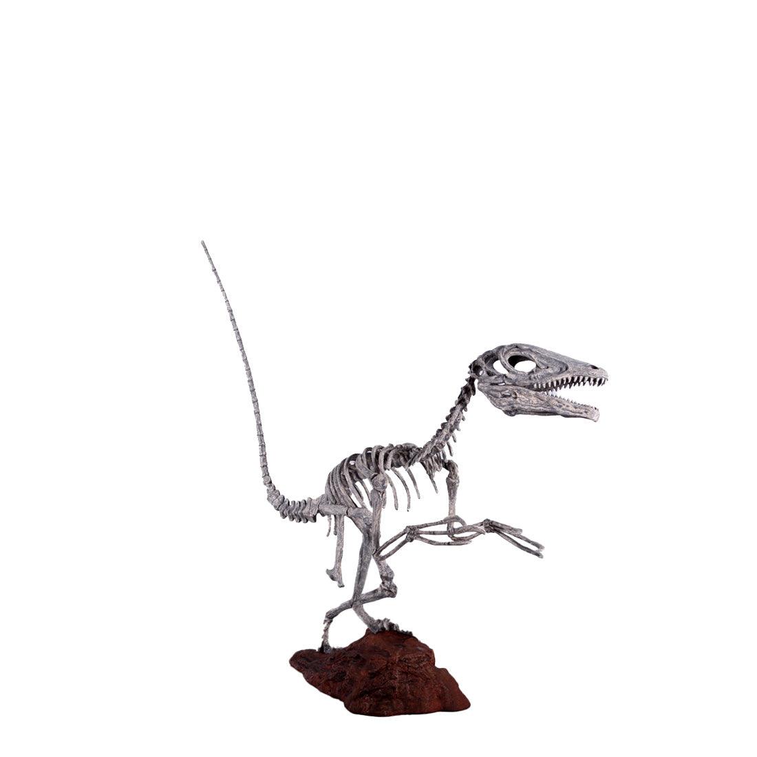 Deinonychus Dinosaur Skeleton Statue - LM Treasures Prop Rentals